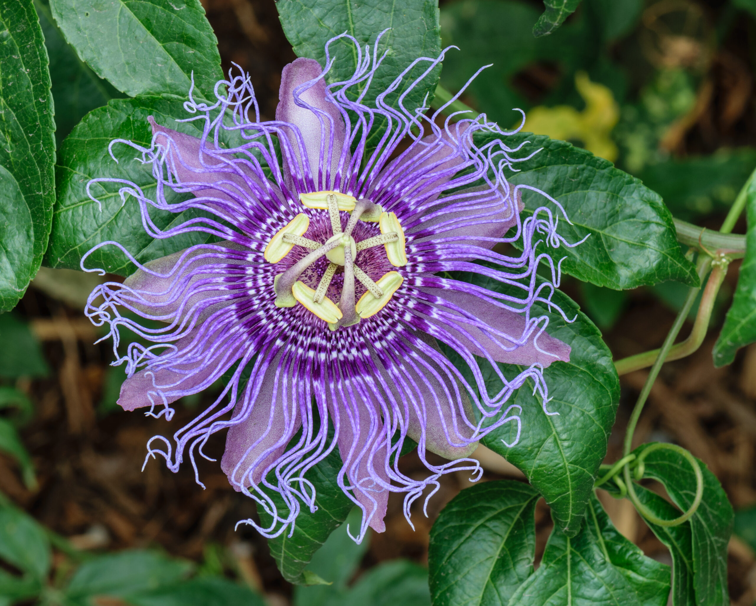 Passionflower Organic Olivia » Organic Olivia