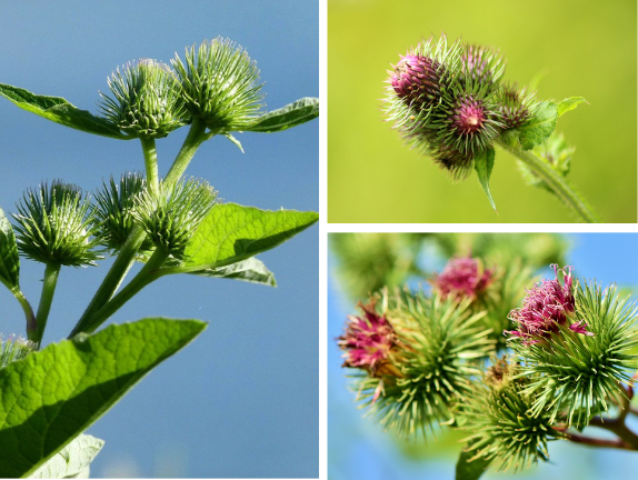 Comparison of plant burrs and  Velcro  .