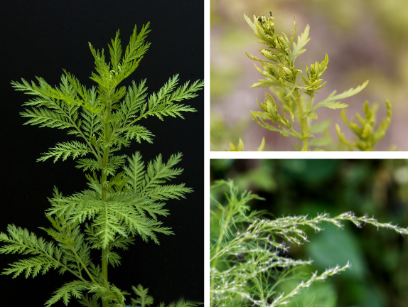 What are the Uses and Health Benefits of Sweet Annie (Artemisia Annua)?