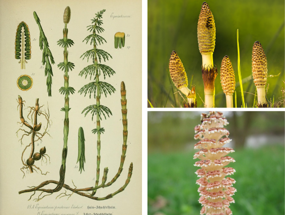 Horsetail (Great) / Great Horsetail / horse-tail / horse tail